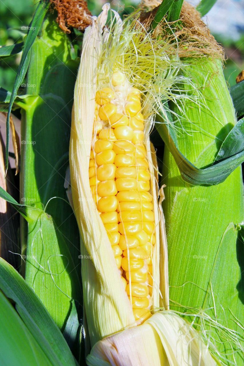 corn53