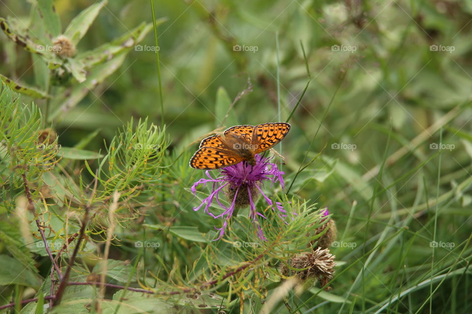 butterfly