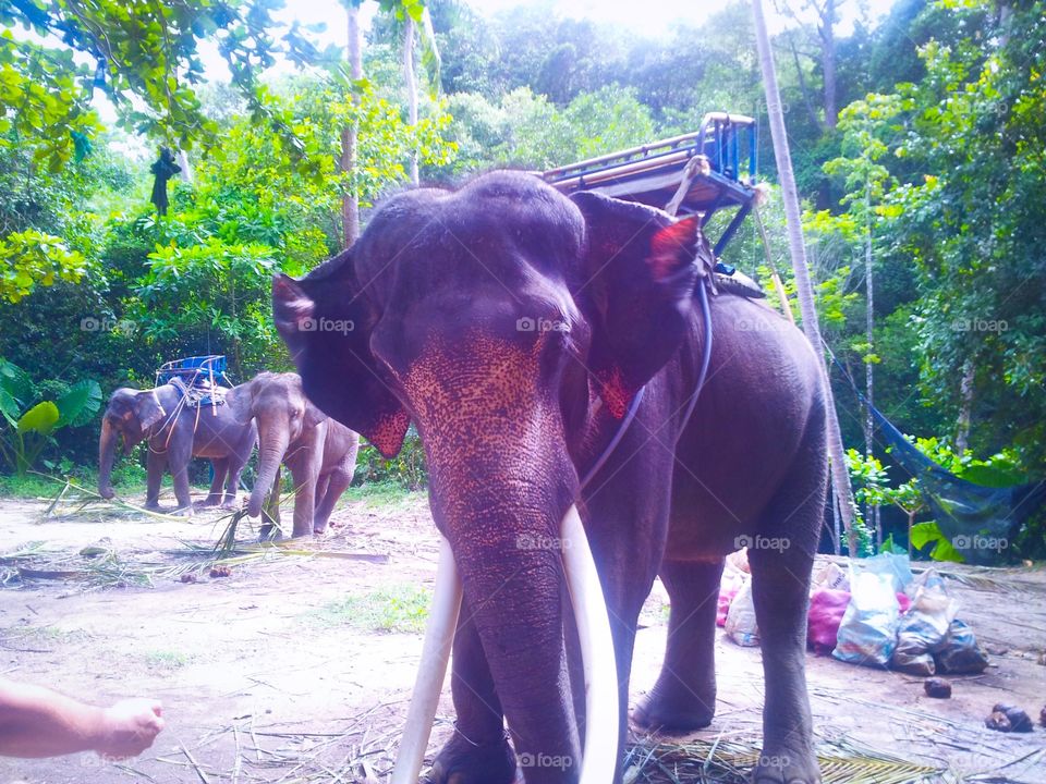 Elephants tour animals 