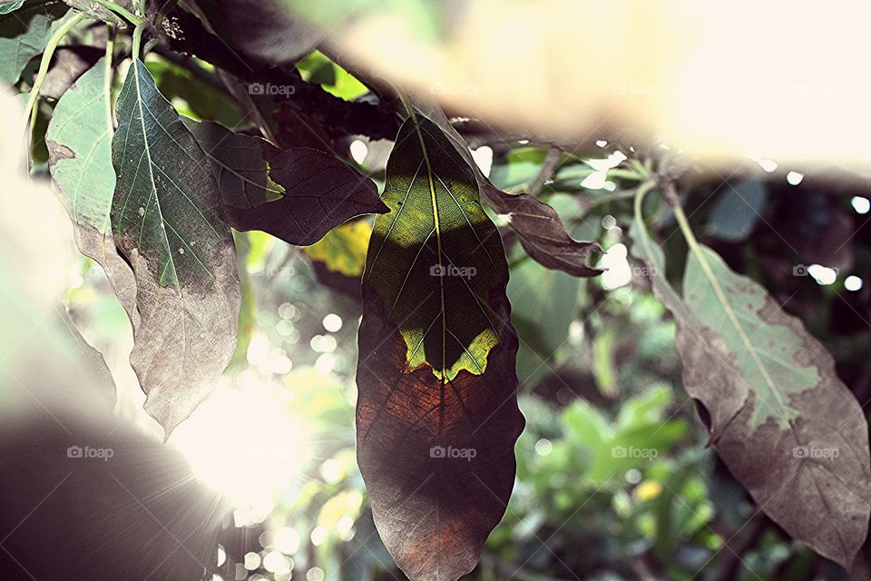 avo leaf