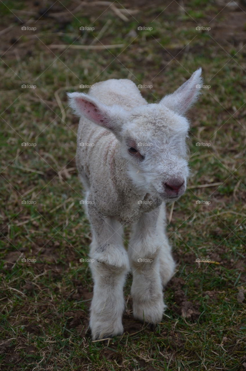 I present to you a baby sheep which has only one day, it is magnificent with its hairs on its legs and its funny head