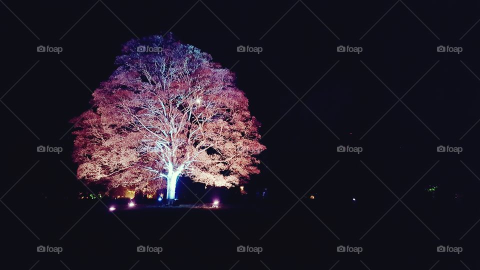 illuminated tree at westonbirt arboretum  Christmas light show