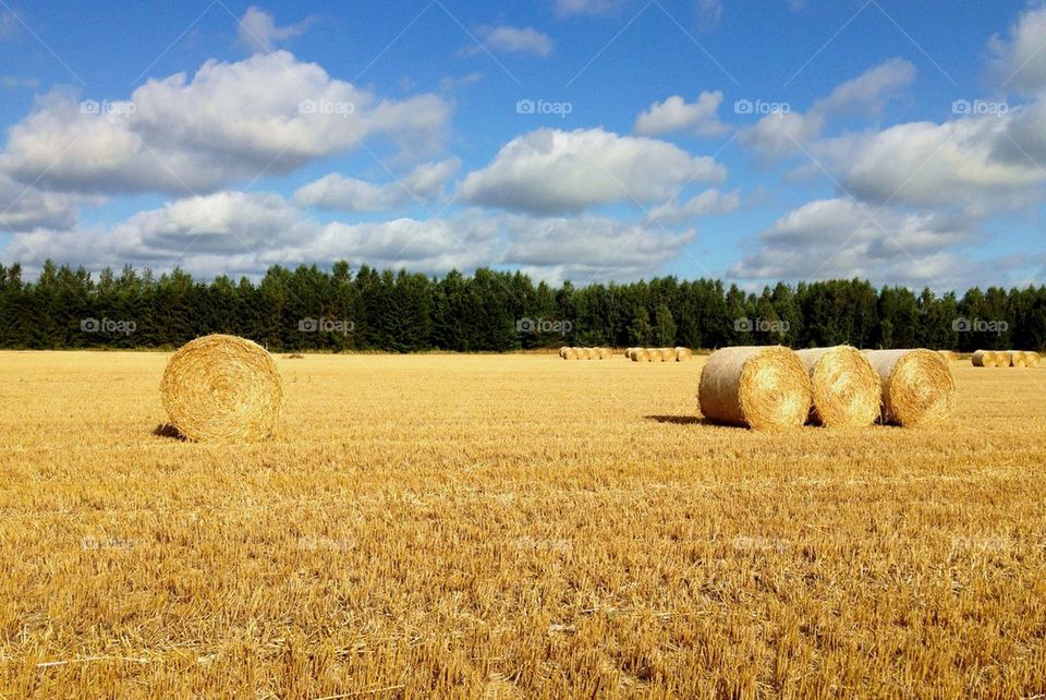 Bale of hay