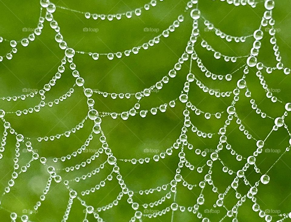 Patterns, spider web covered with dew, green background 