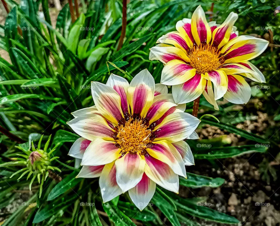 🏵️💮🌸🪷🌺🌹