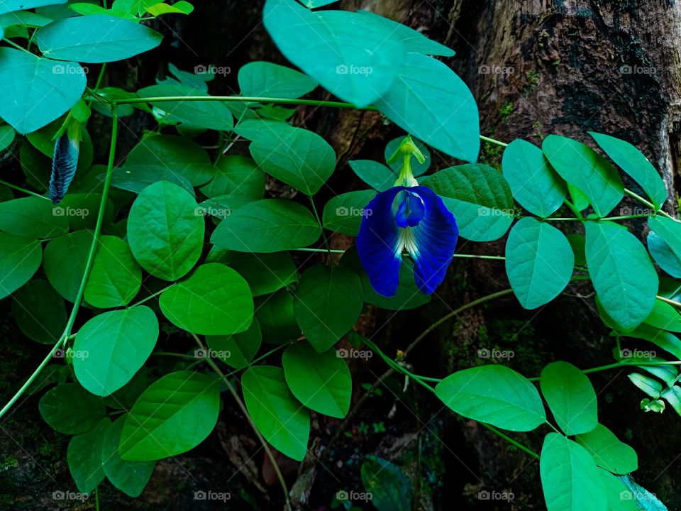 Beautiful blue clitoria ternatea flower in the garden.