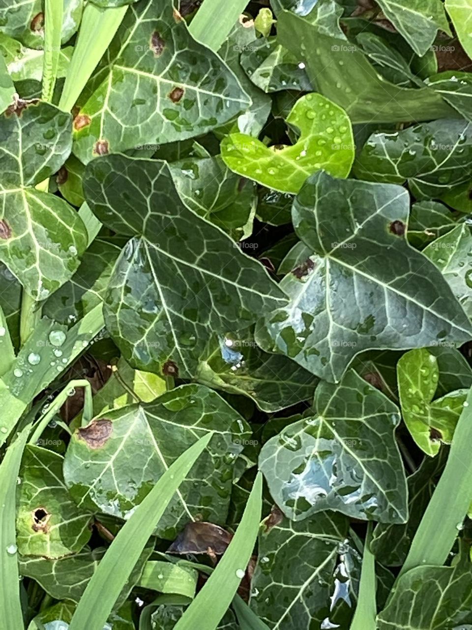 Leaves form a pleasing pattern with water droplets enhancing their natural beauty. Shades of green that are very calming to look at. Nature’s art on display! Lovely!