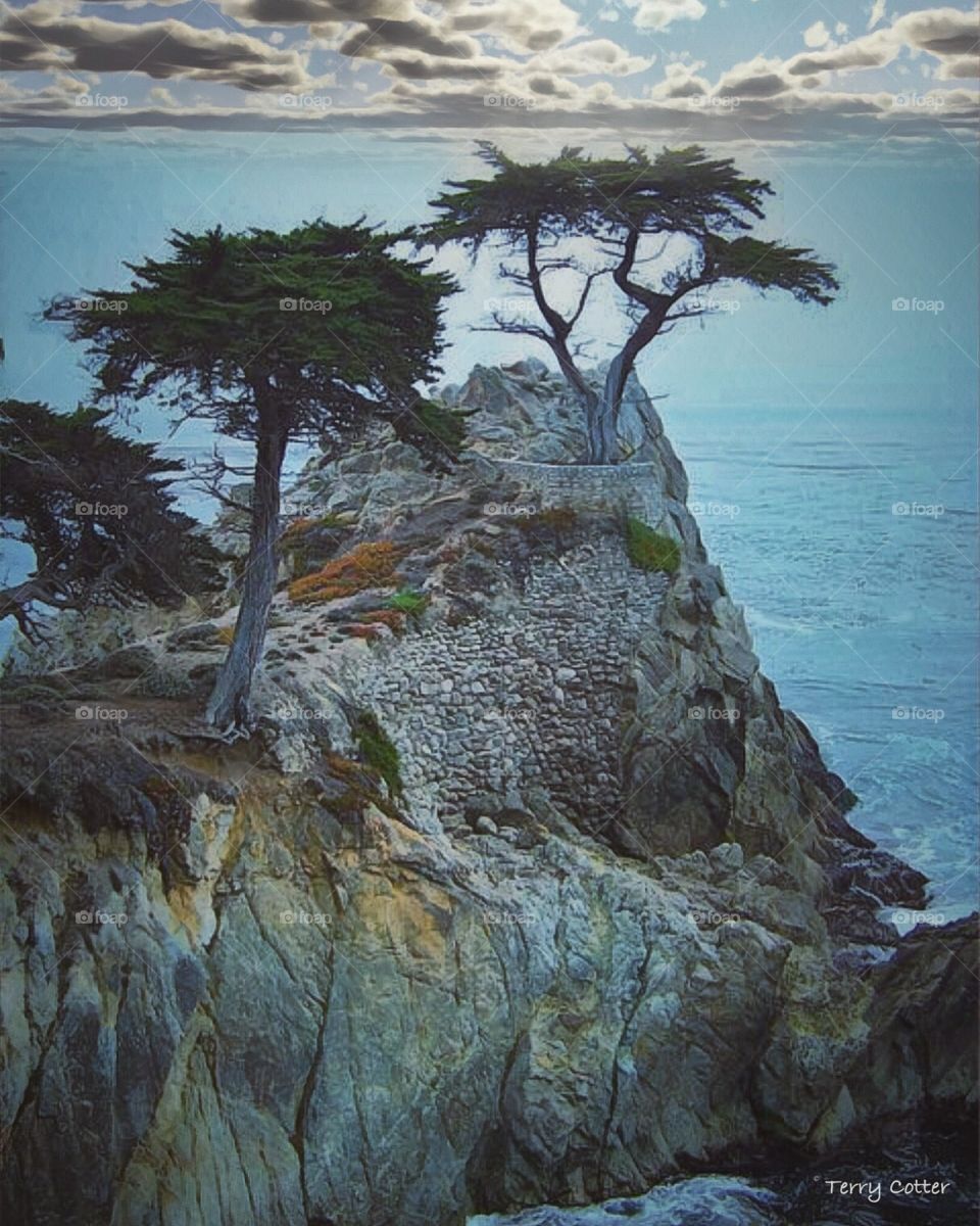 The lonesome cypress in Pebble Beach is a symbol of this vibrant central California coastline. 