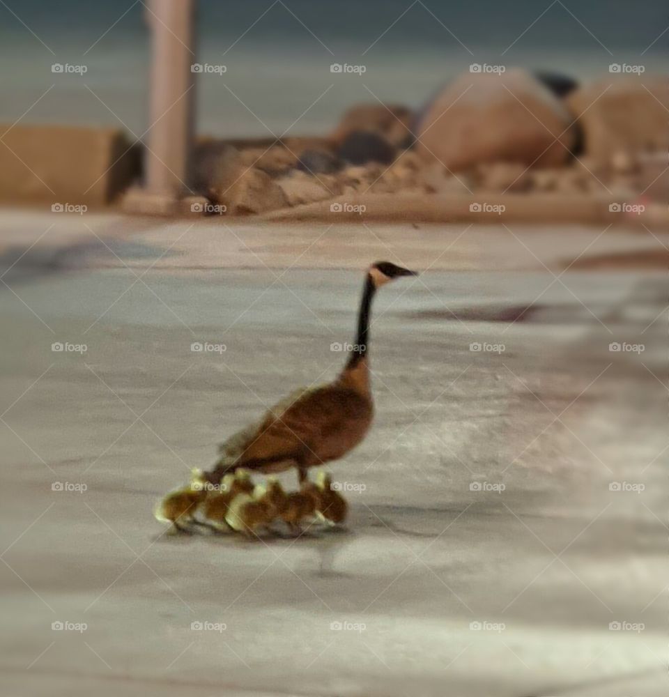 Canada goose with goslings