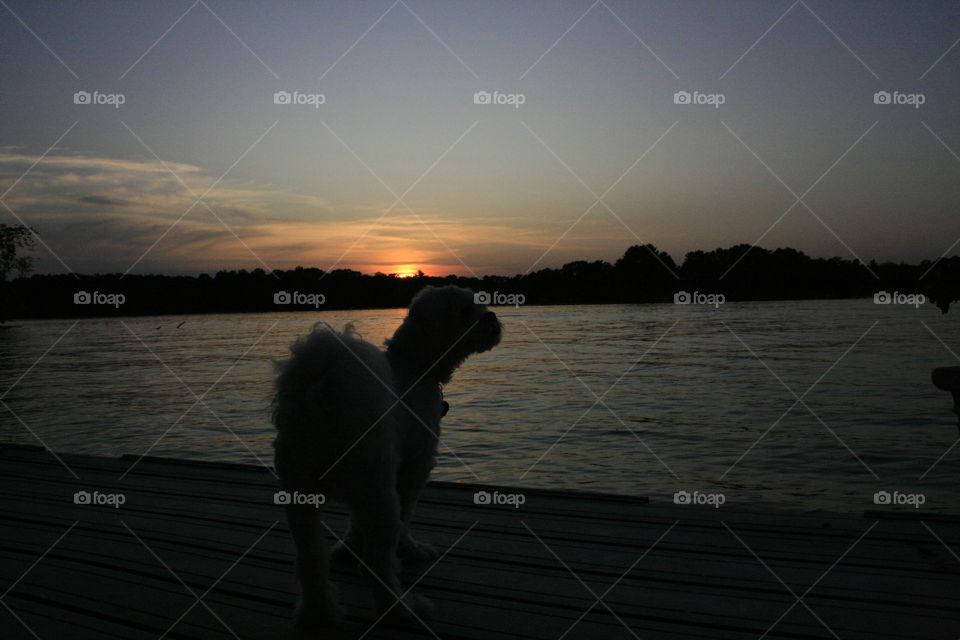 Dog in the Sunset