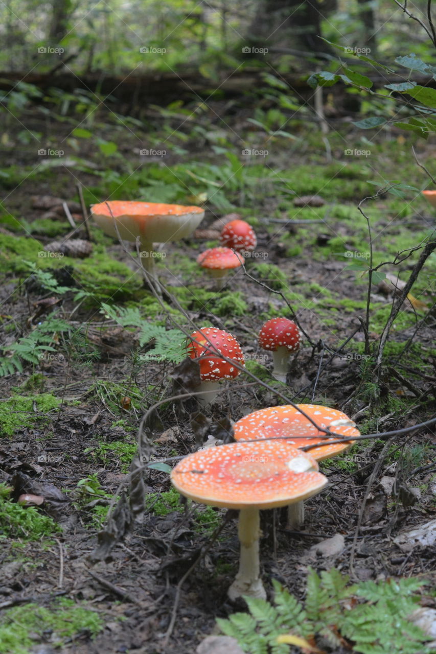 Mushroom, Fungus, Toadstool, Fall, Wood