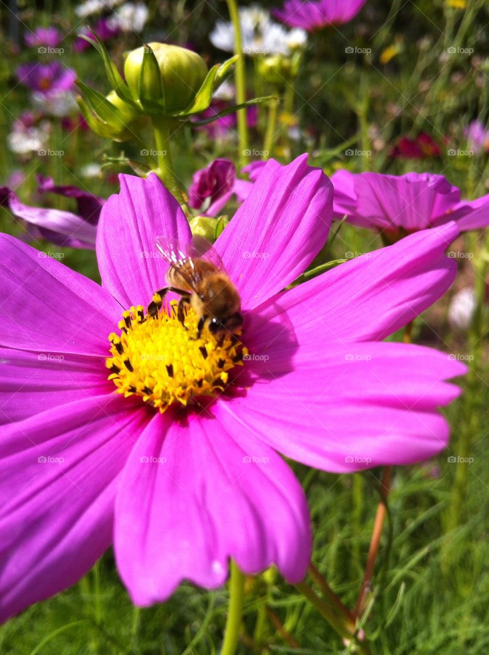 Bugs, insects, insects and bugs, bee, flower
