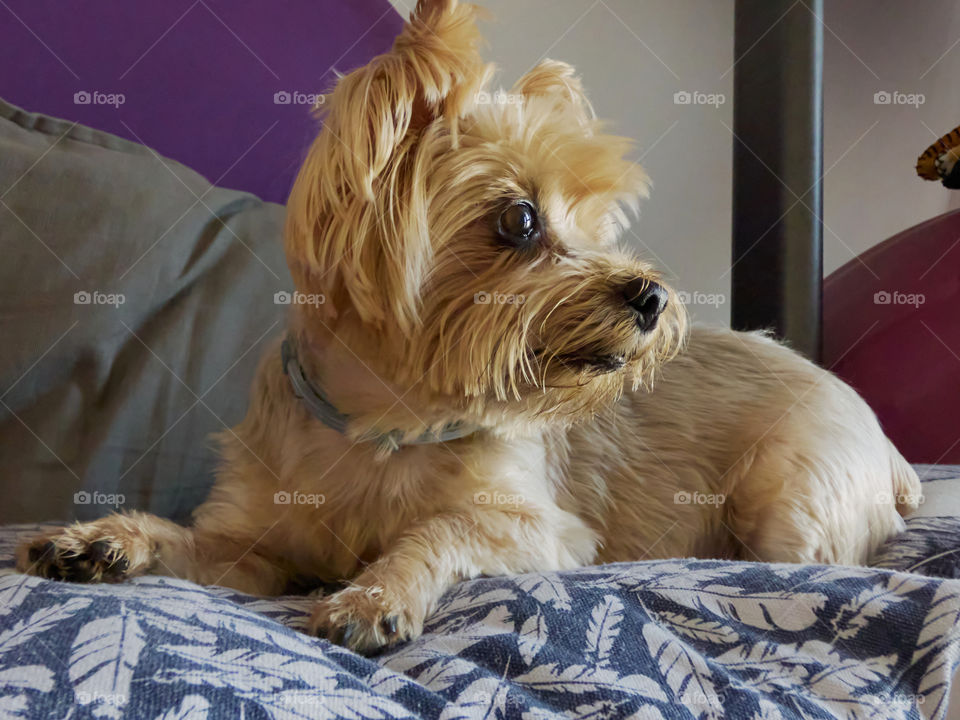 Adorable mascota yorkshire terrier sentada en el sofá con su mirada perdida dónde apreciamos su bellísimo pelaje