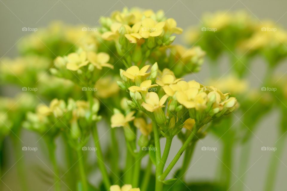 Yellow Flowers 