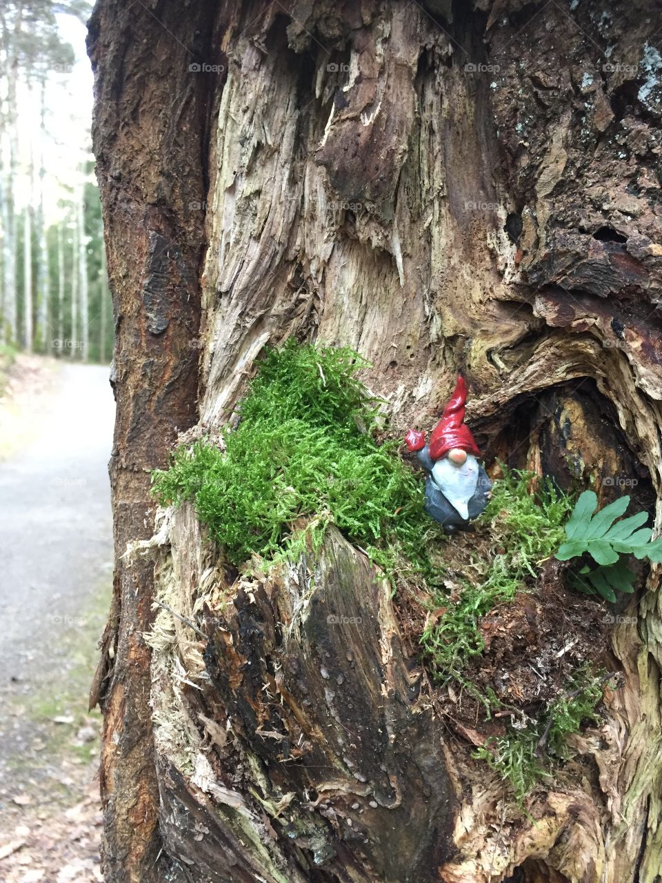 Santa in a tree trunk 