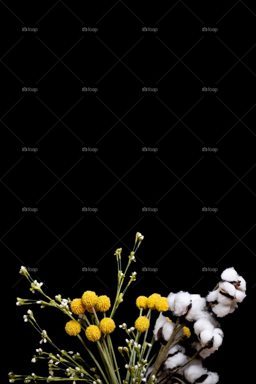 Vertical image of craspedia flowers and cotton stems peeking up from bottom of frame against a black background 