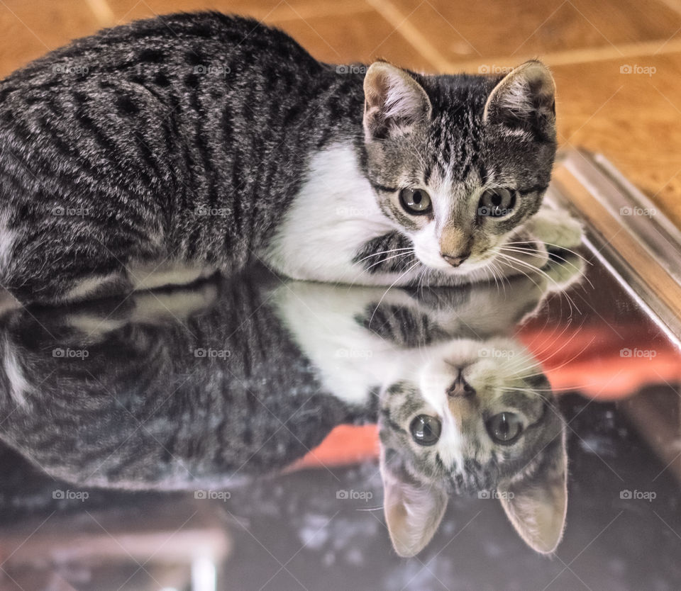 A kitten sits on her own reflection in a mirror, she looks poised to spring into action