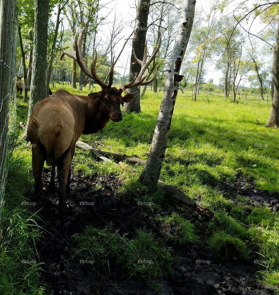 Elk