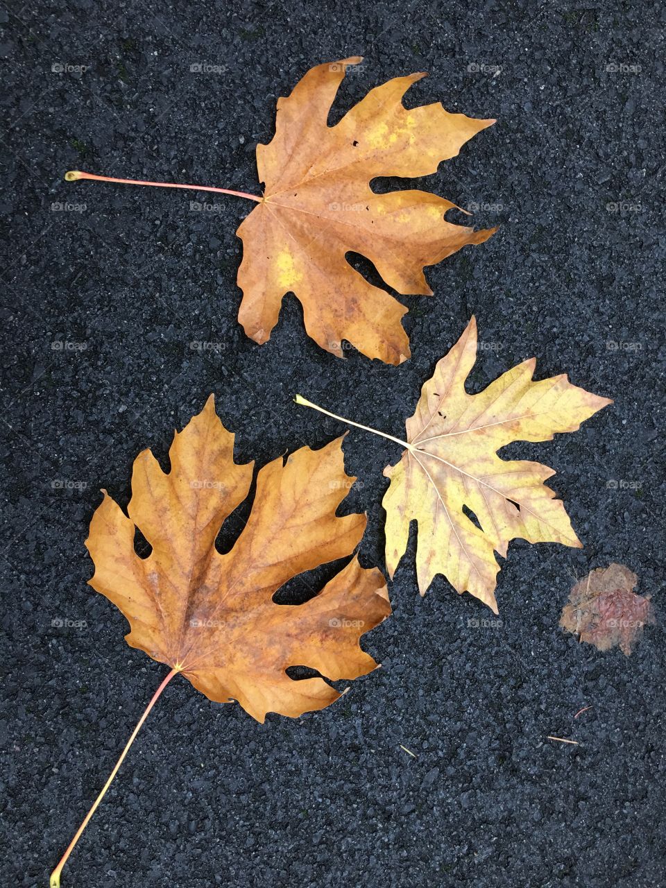 High angle view of autumn leaves