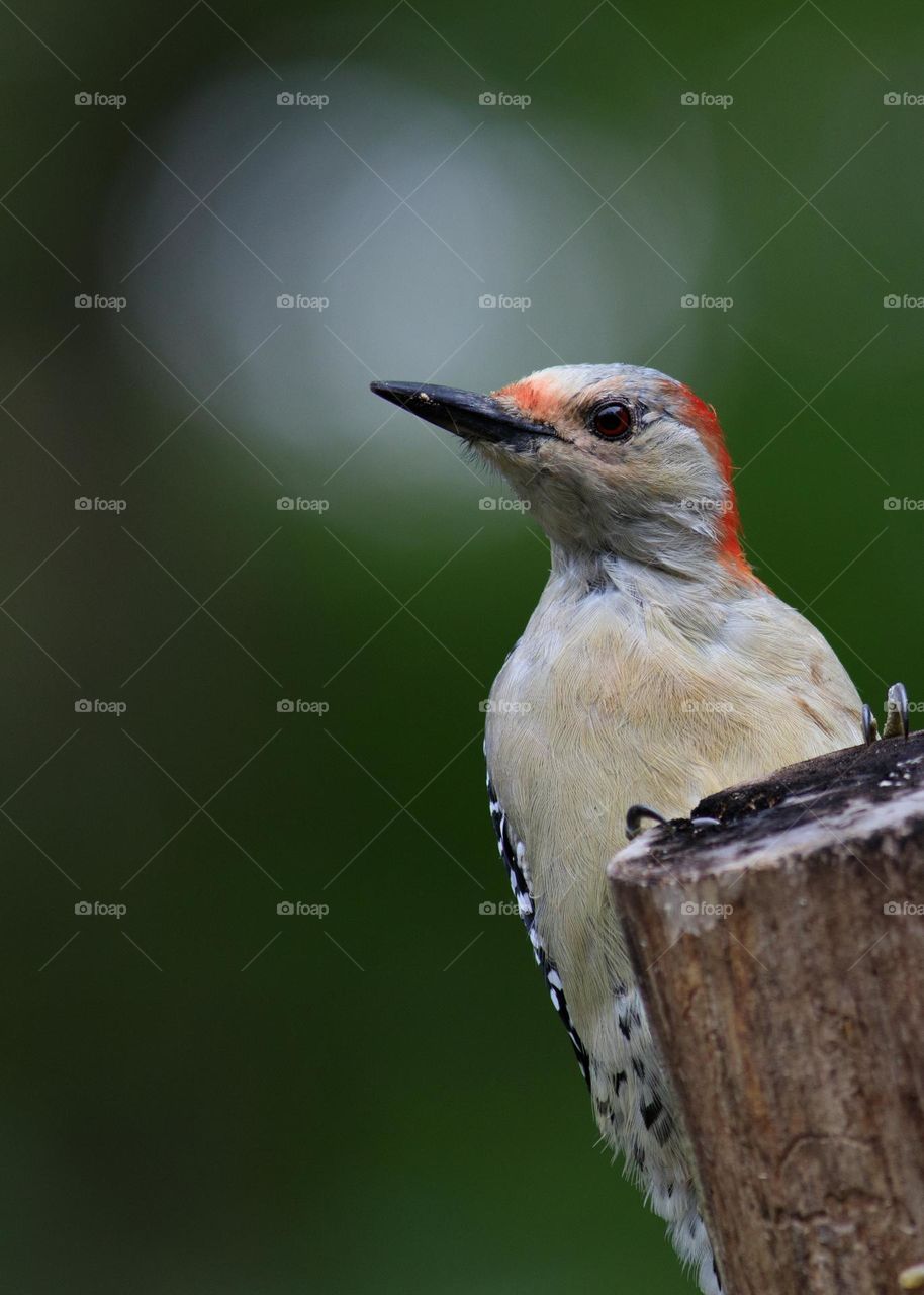 Red Bellied Woodpecker perched on a cut branch