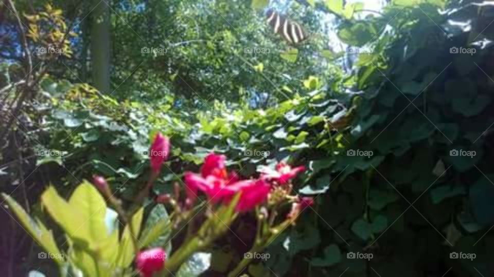 zebra longwing butterfly and plants