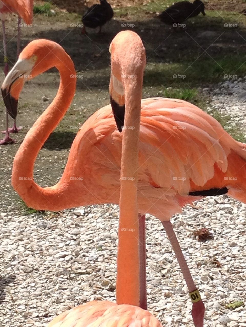 Flamingo love 