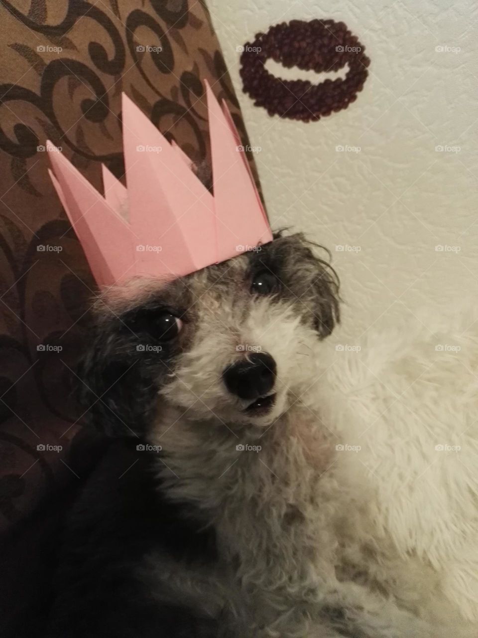 Princess Poodle