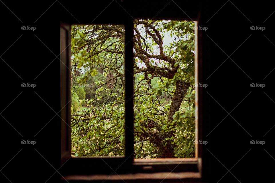 Window to nature