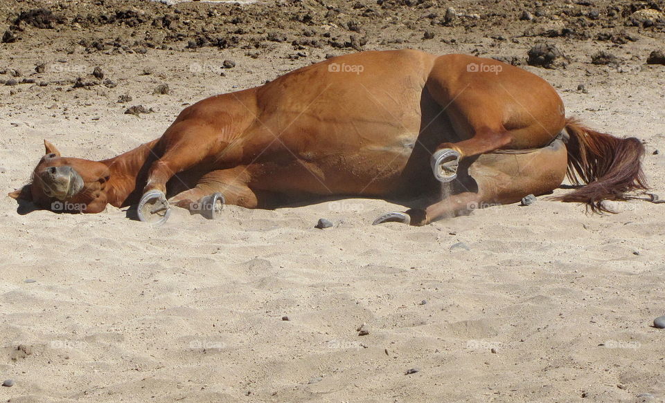 Horse resting on sand