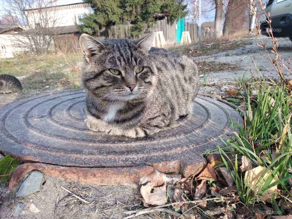 The gray cat lies on the sewer hatch and looks away