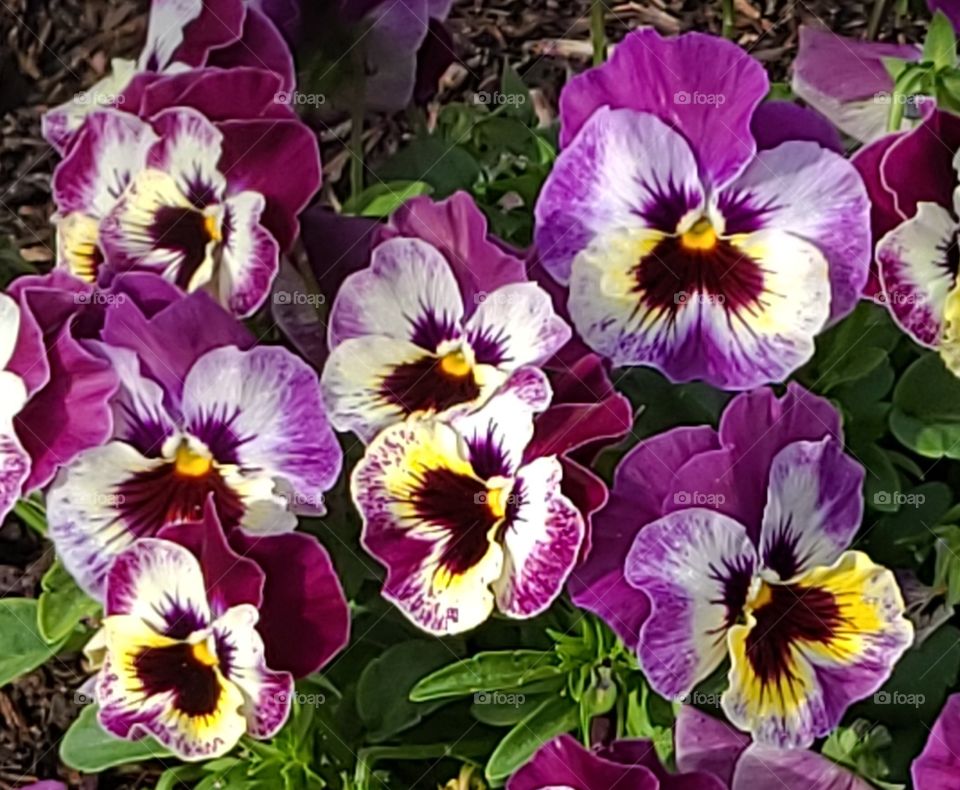 Purple Pansies seem to watch us go by.