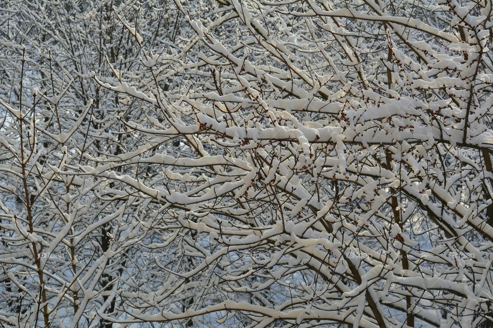 Desktop, Frost, Texture, Winter, No Person