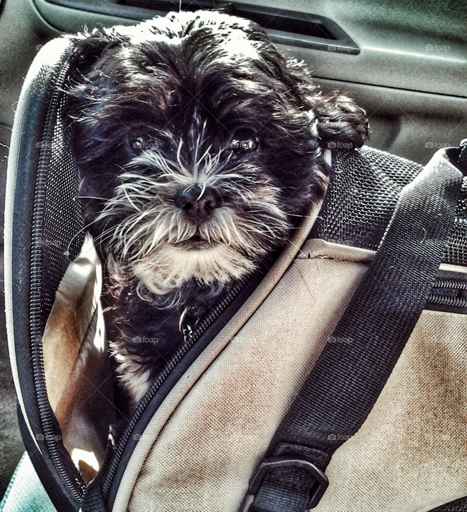 Dog . Puppy in Carrier