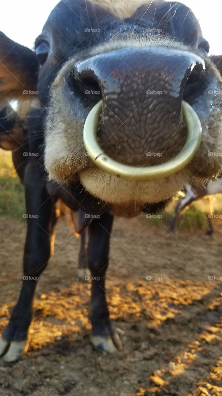 Piercings: Everybody Doin' it These Days!