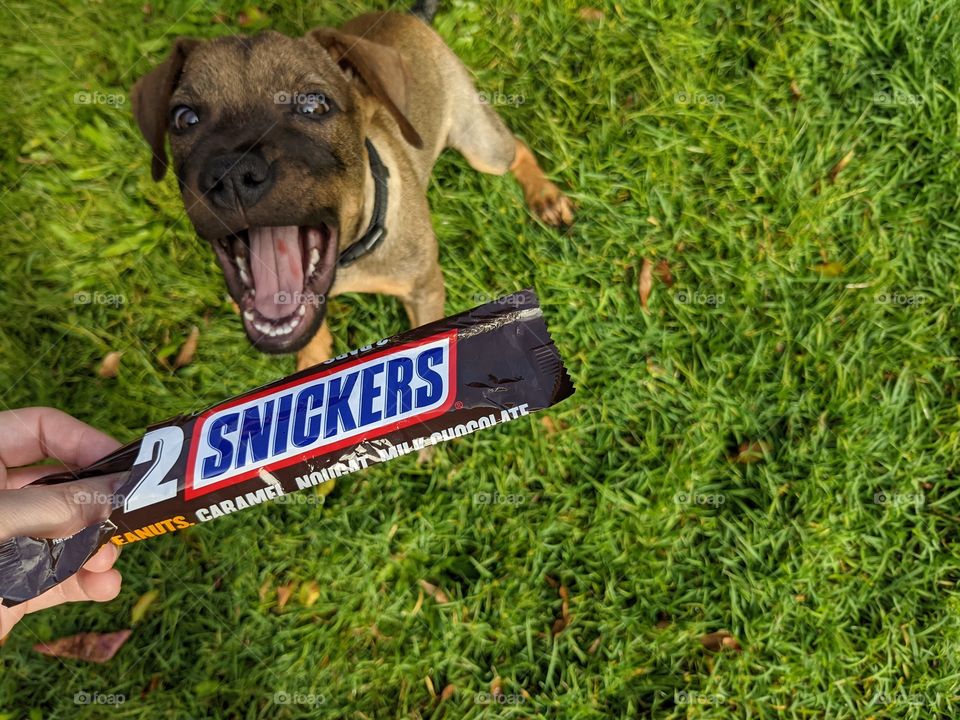 Snack Attack Snickers