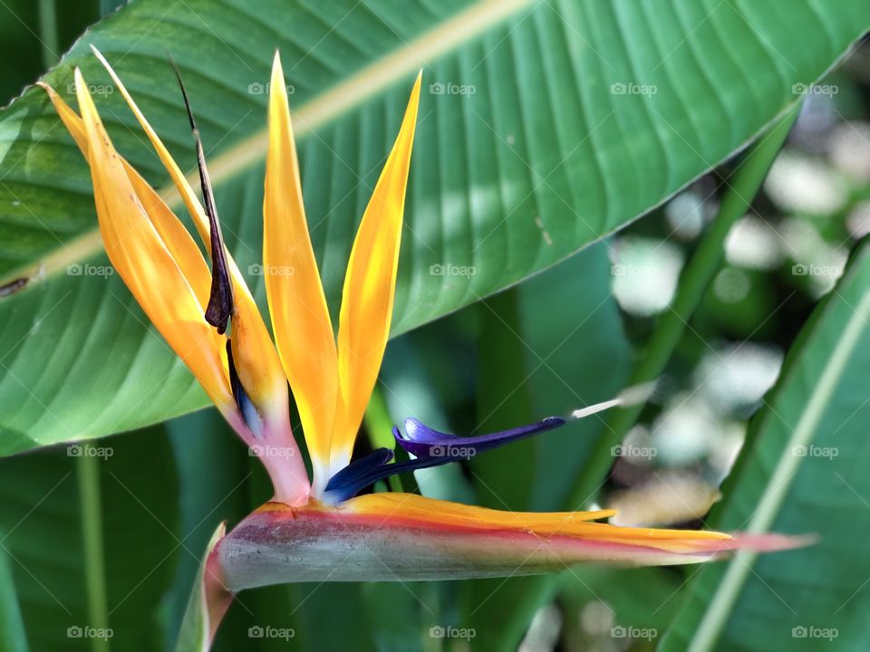 Beautiful Bird of Paradise Tropical Screensaver