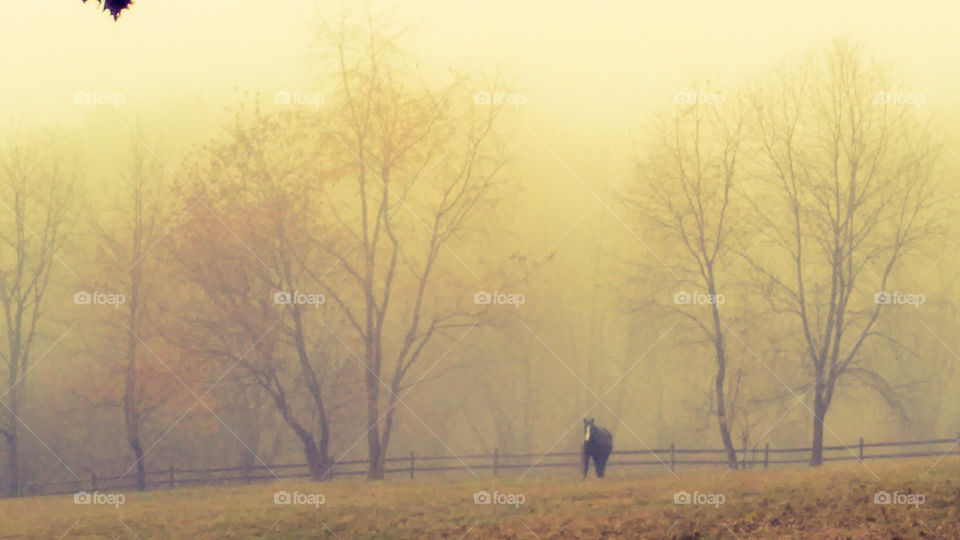horse stands alone in fog