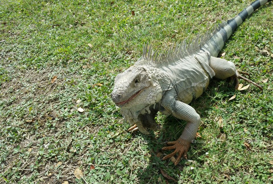Iguana