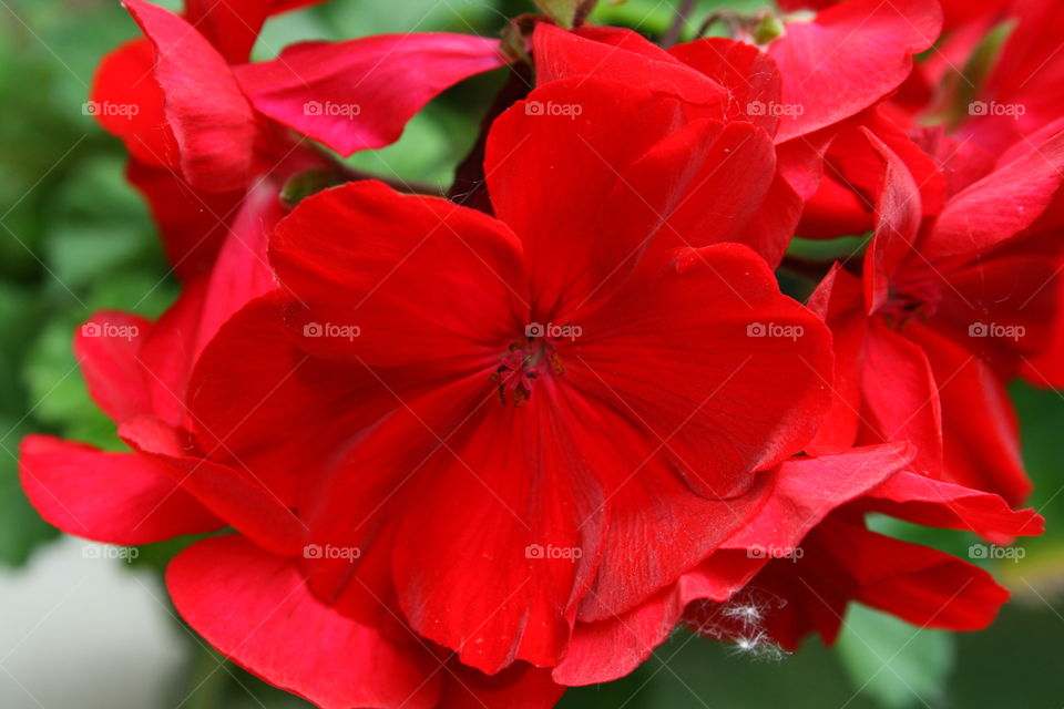 Red Geraniums 