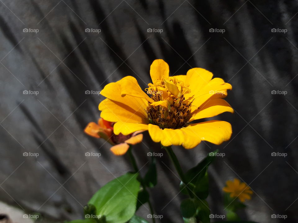 Beautiful yellow colour flowers in the garden