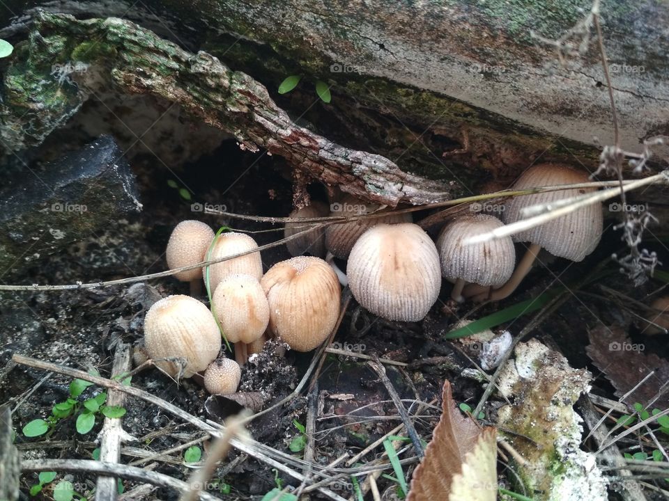 Small mushrooms