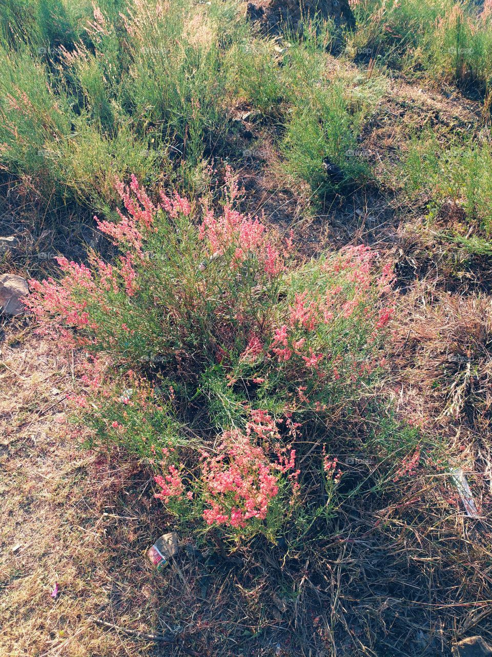 Beautiful little blooms on the way to Uttarkashi