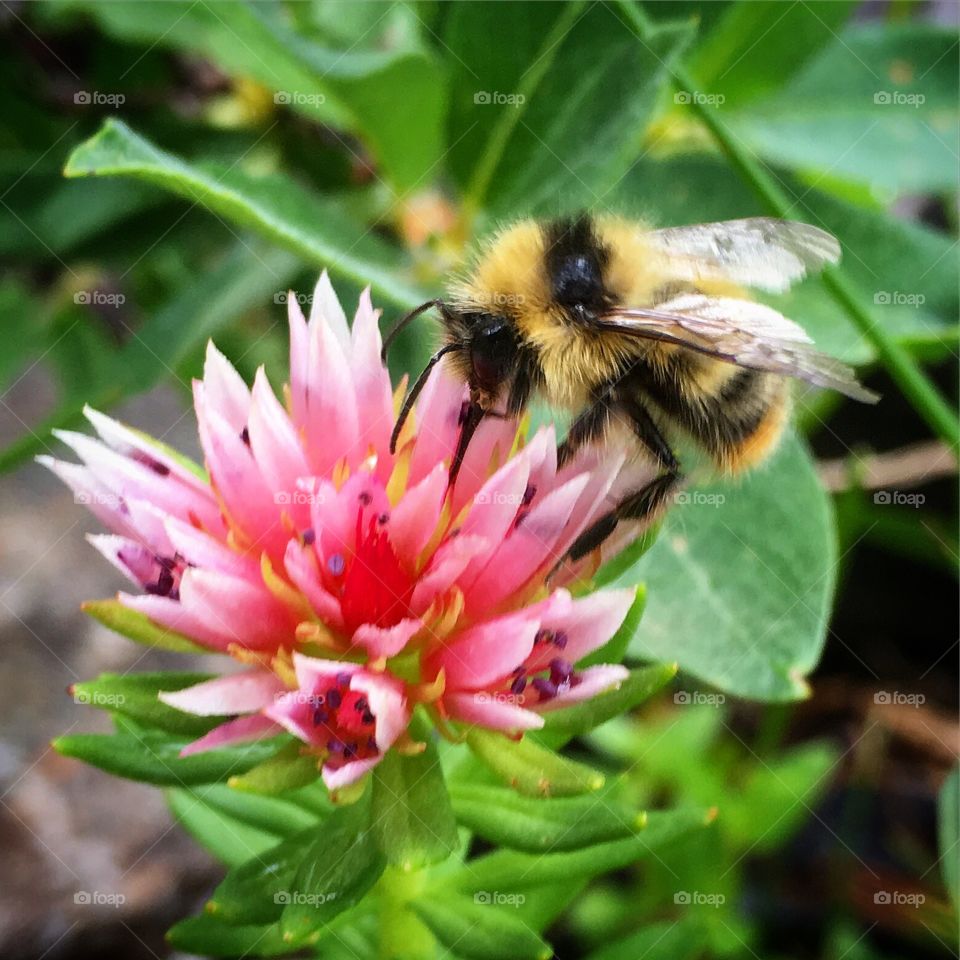 Bumblebee and wildflowers 