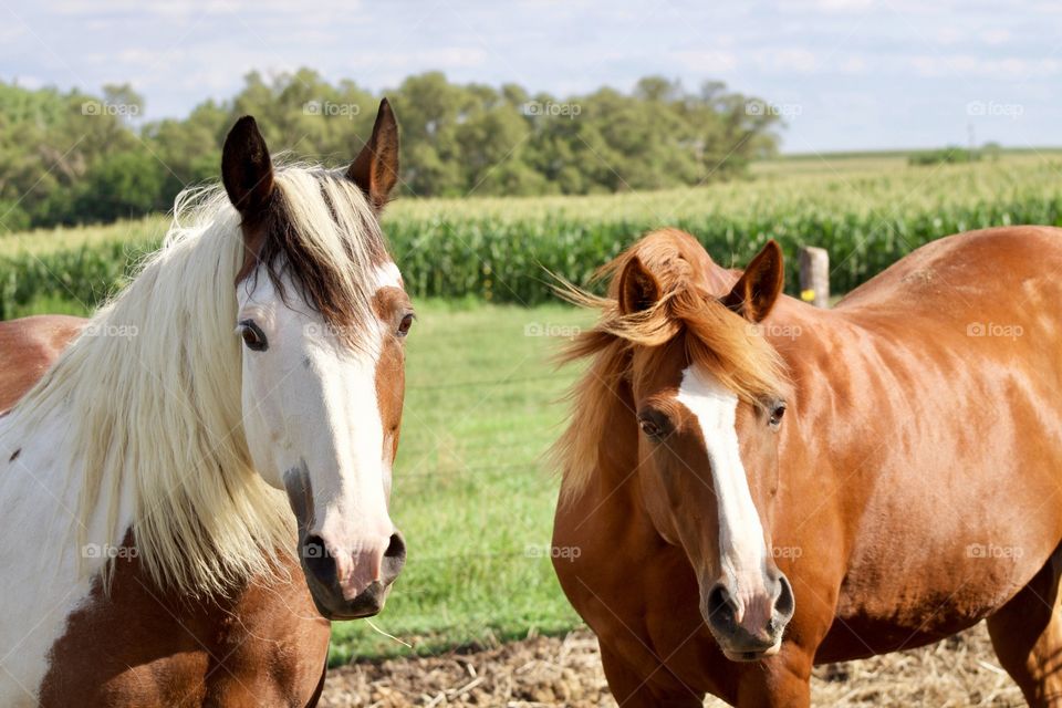 Summer Pets - two beautiful horses in a coral on a hot summer day on the farm