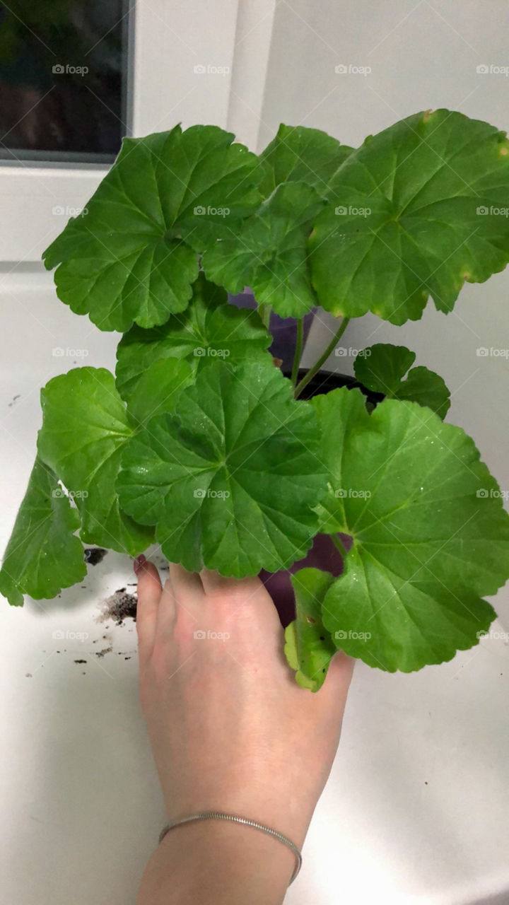 Мой зелёный цветок 