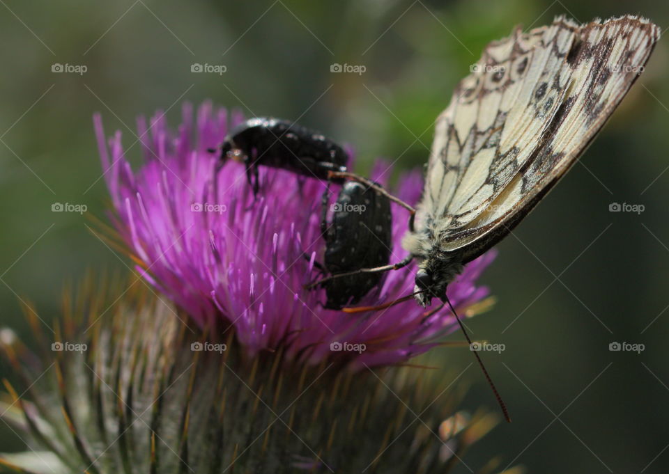 Butterfly On Flower