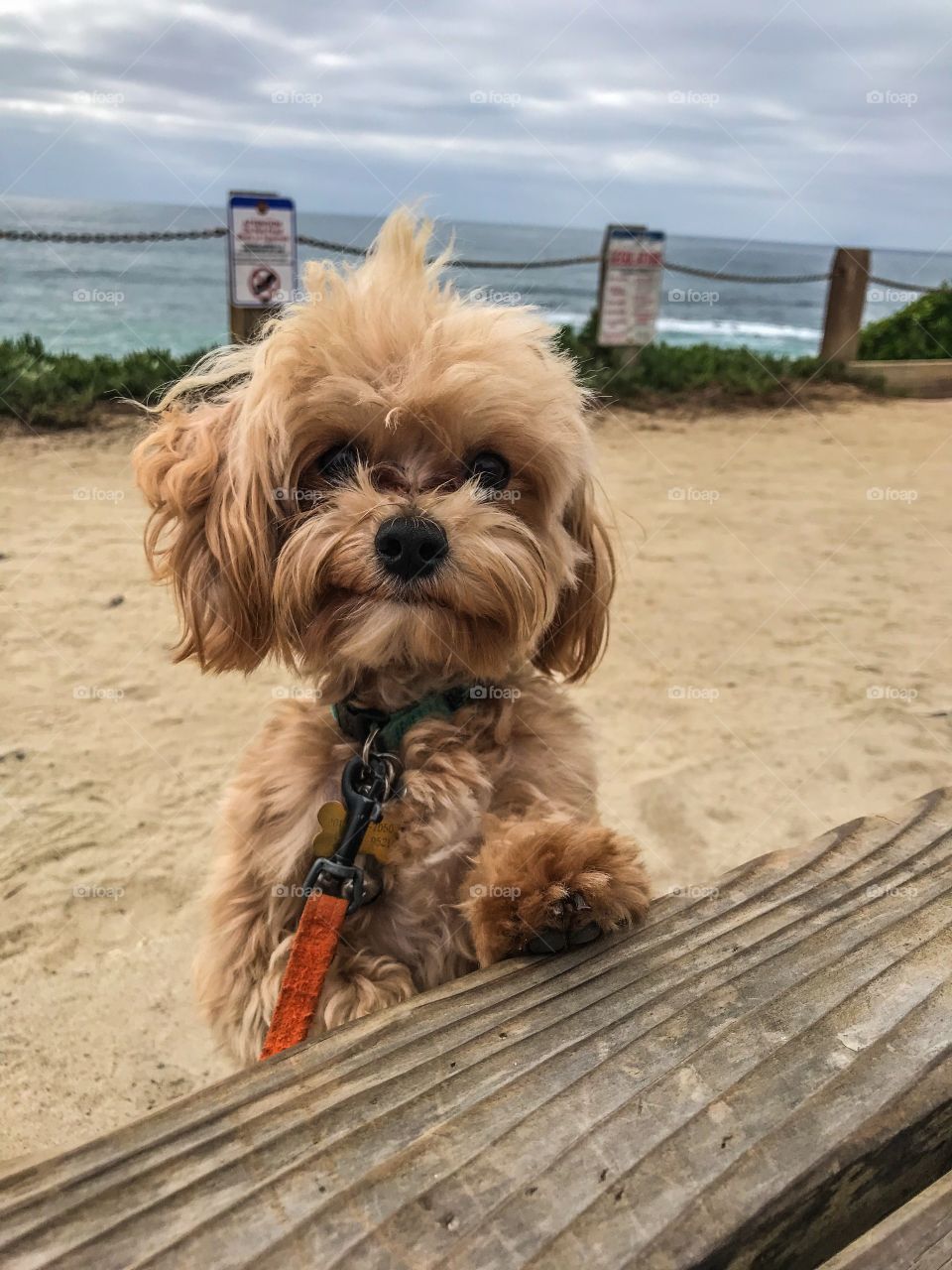 Cute brown lapdog leaning on a bench next to the ocean 