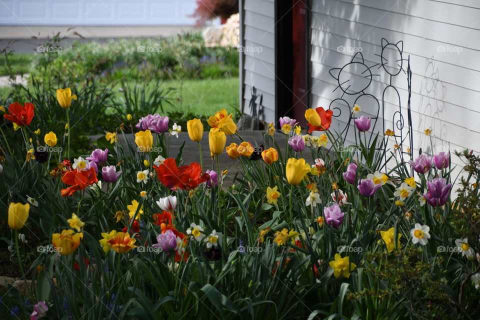 tulip garden with wrought iron cats by white garage with red door