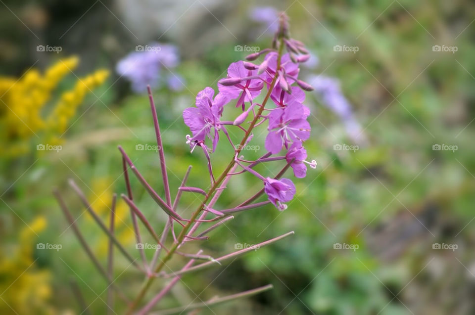 flowers garden macro close by tklinken
