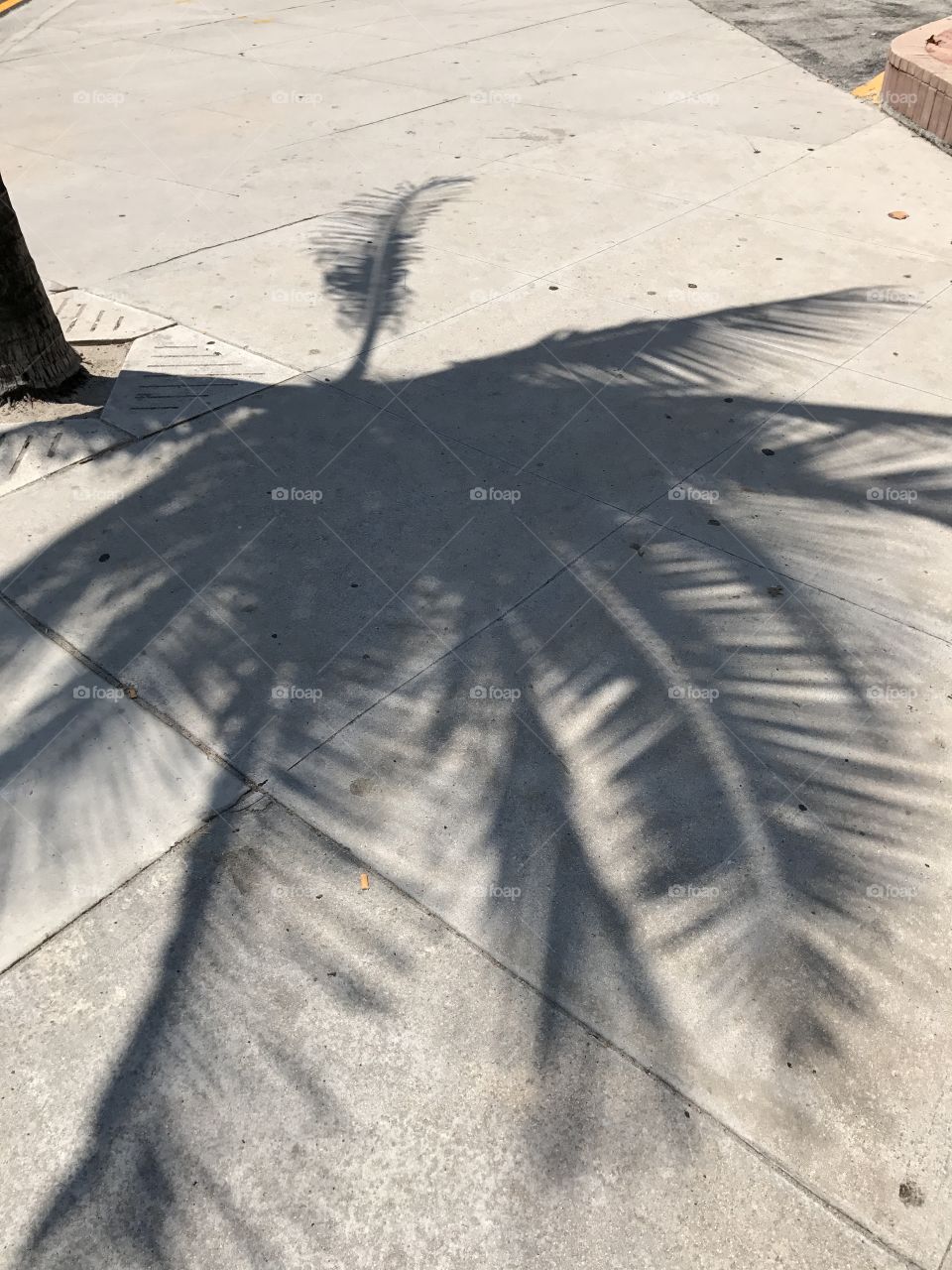 Palm tree shadow